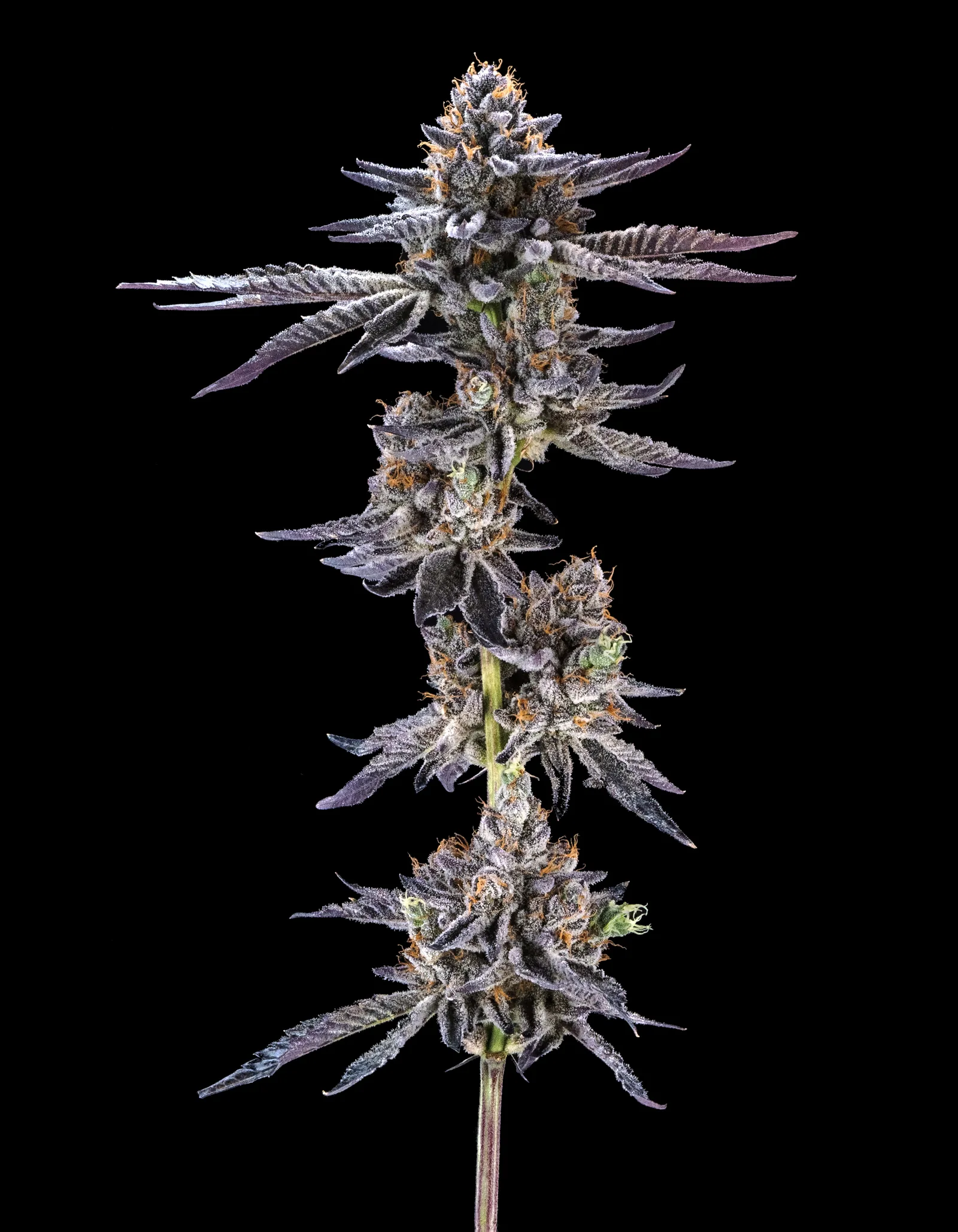 Full plant structure